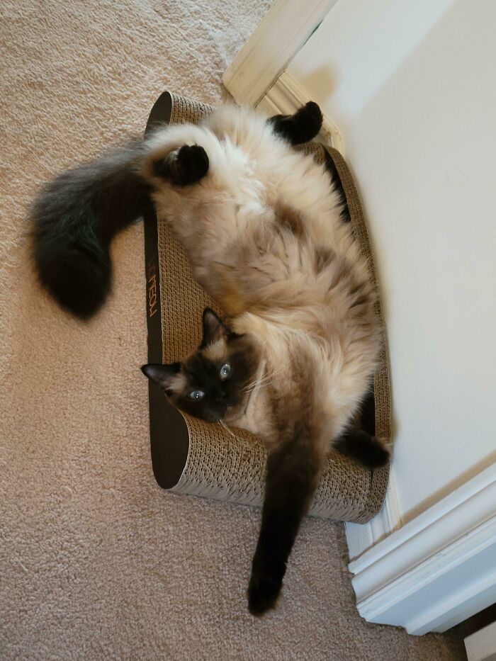 Cat relaxing on its bed
