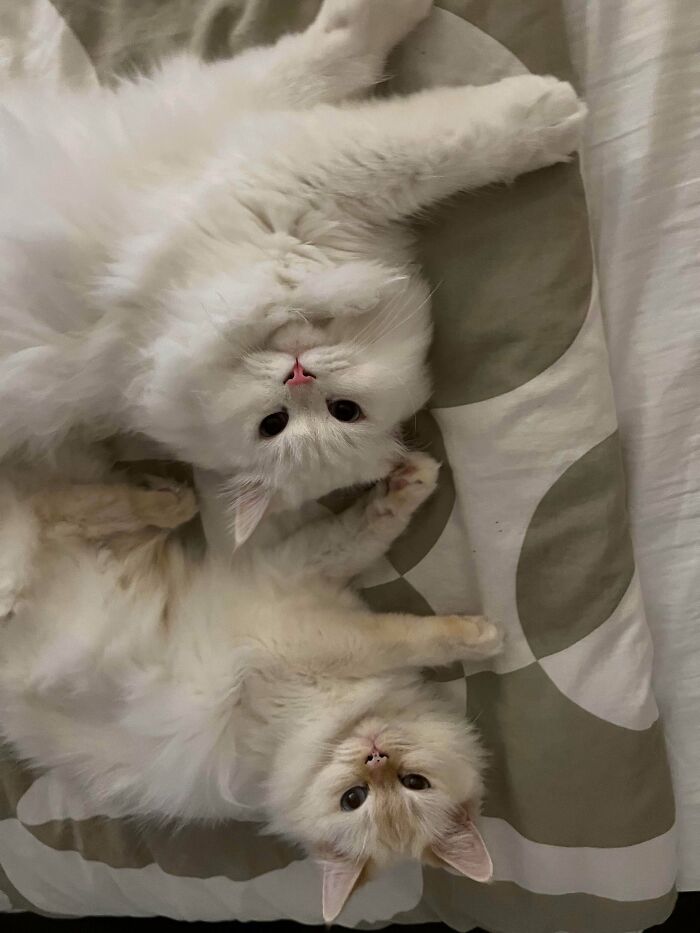 Two white cats on bed