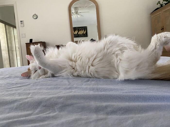 Finn, Snoring So Loud He Woke The Dog