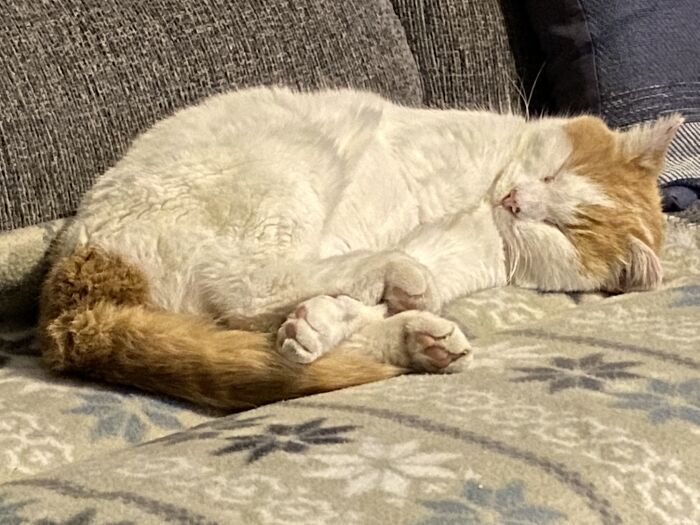 Tigger Is A Hard Sleeper!