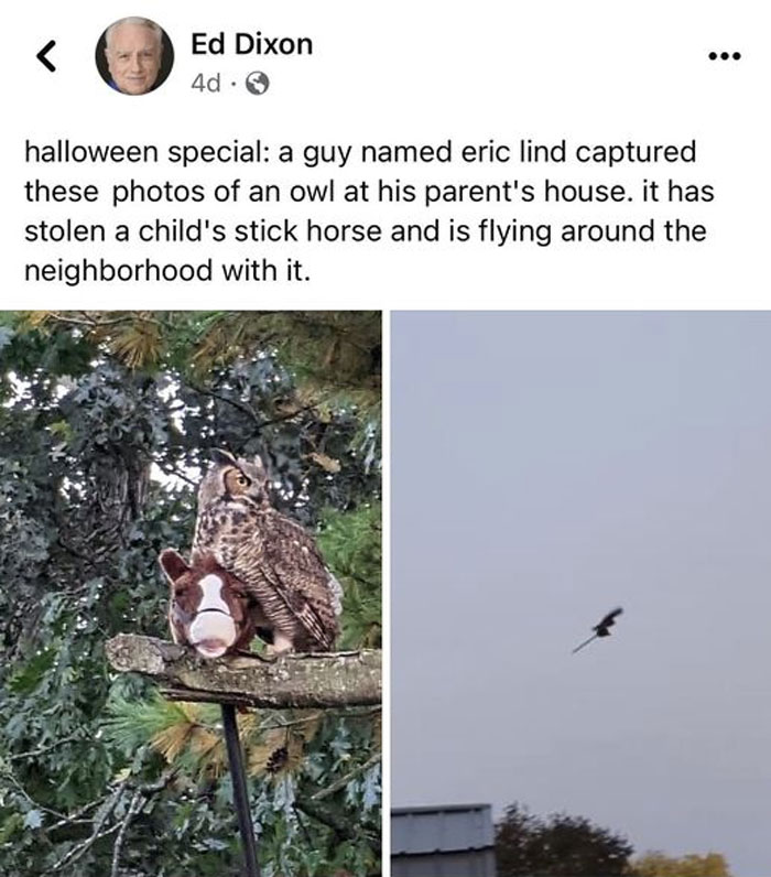 Owl in Canada carrying a child's stick horse while perched on a tree branch and flying away with it.