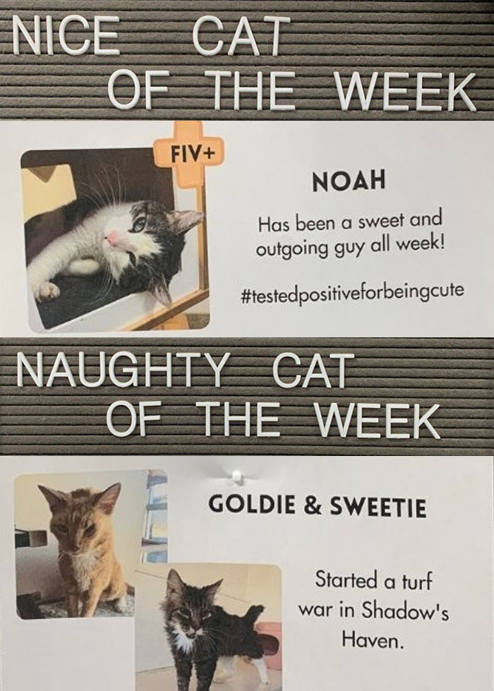 Pet-Shelter-Nice-Naughty-Cat-Of-The-Week-Perrysplacela