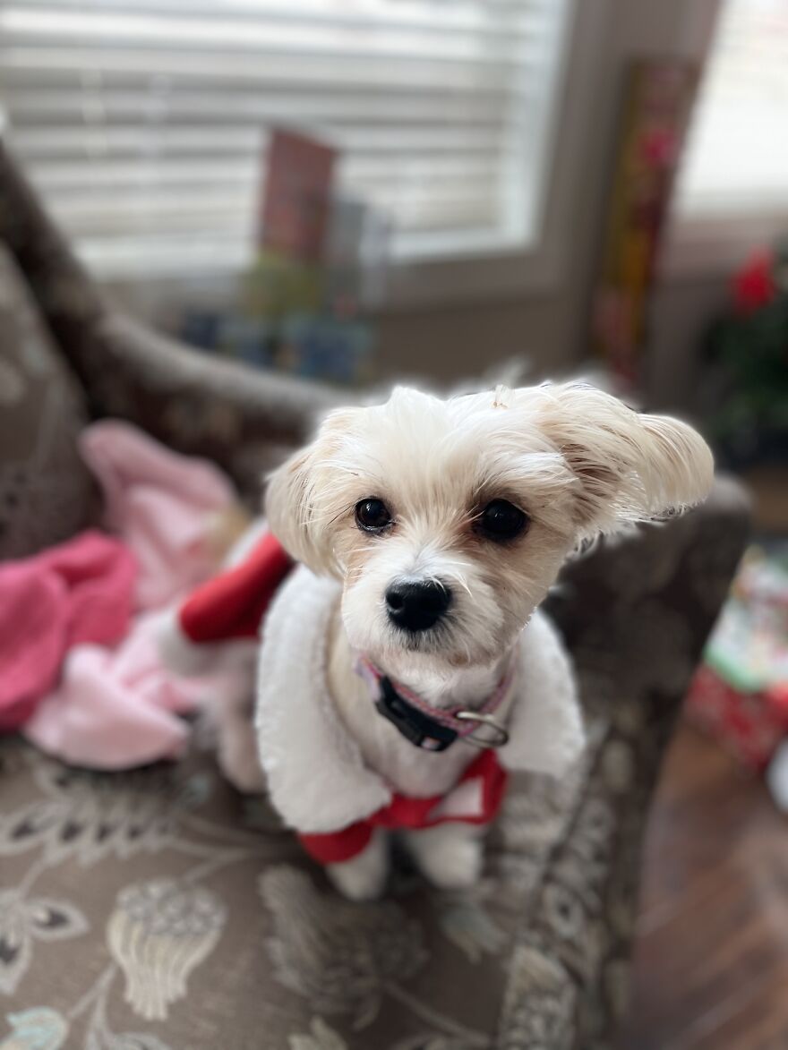 A Picture Of Your Pet All Dressed Up