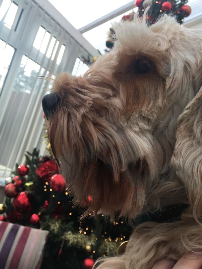 My Dog And The Xmas Tree!