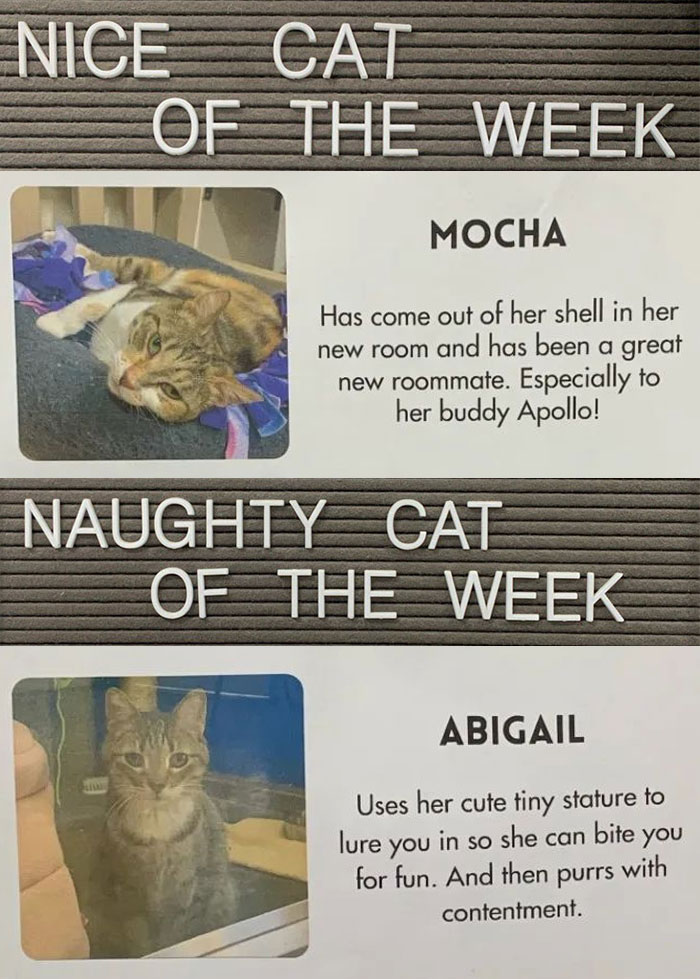 Pet-Shelter-Nice-Naughty-Cat-Of-The-Week-Perrysplacela