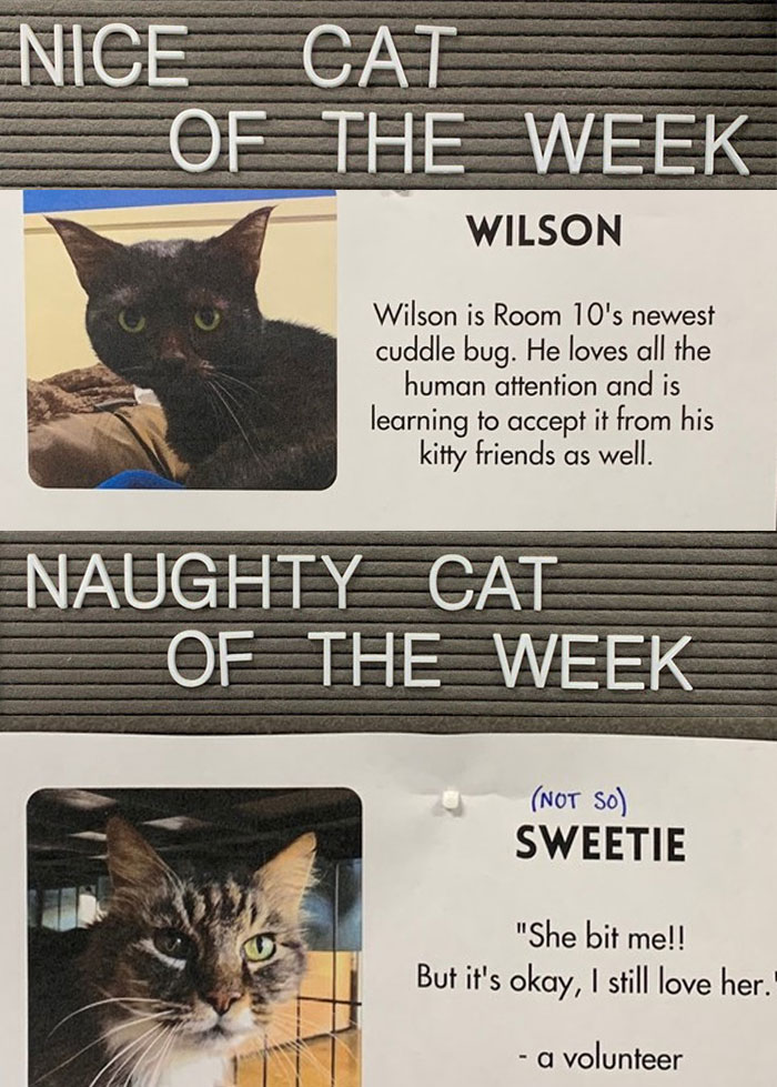 Pet-Shelter-Nice-Naughty-Cat-Of-The-Week-Perrysplacela