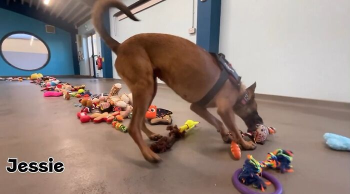 23 Dogs Were Allowed To Pick Their Own Christmas Gifts At Animal Shelter, And Here’s What Happened 23 Dogs Were Allowed To Pick Their Own Christmas Gifts At Animal Shelter, And Here’s What Happened