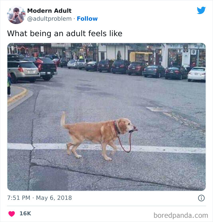 Dog holding its own leash in mouth standing on a street, illustrating the feeling of adulting and independence.