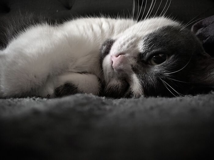 Moo Trying To Sleep (I Was Annoying Her By Taking Her Picture)