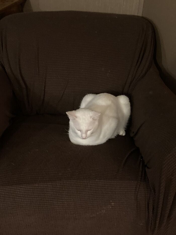 I Had Multiple, My Cat Really Just Likes To Laze Around