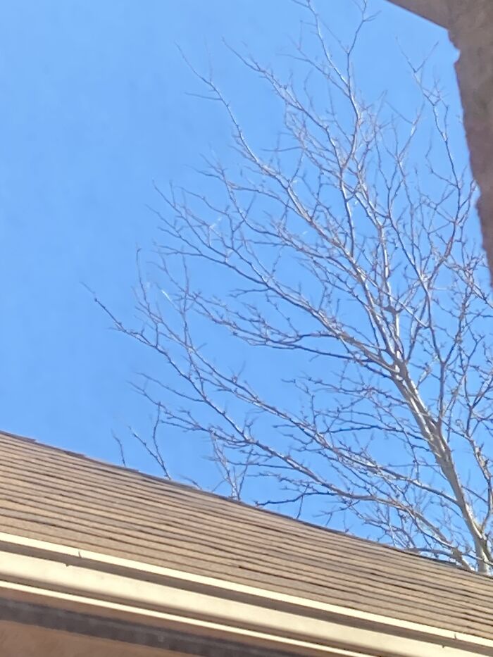 Not The Best View, But Usually There’s A Few Birds On The Tree