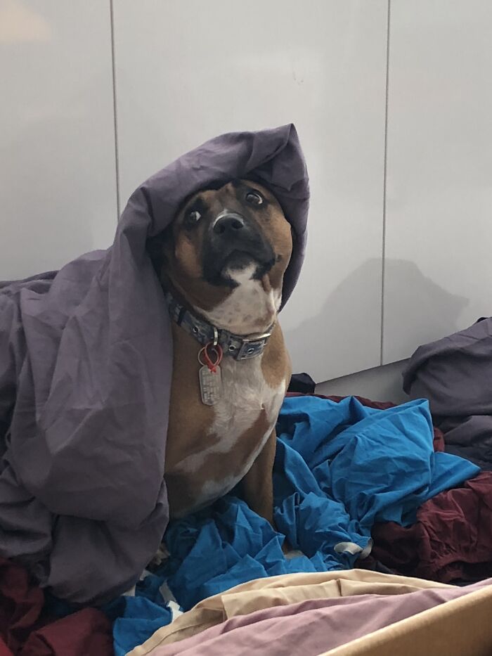 This Little Madam Looking Innocent After Pulling A Basket Of Freshly Washed Sheet Onto The Floor