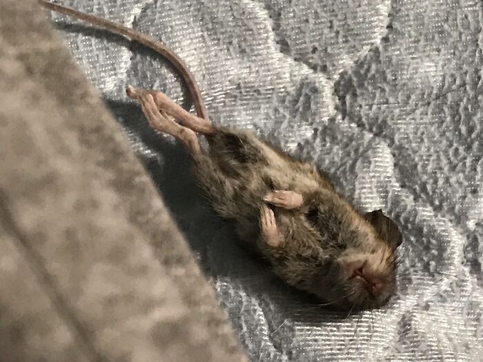 The Culprit Dropped It By My Side And Scarpered. Thanks Eanie