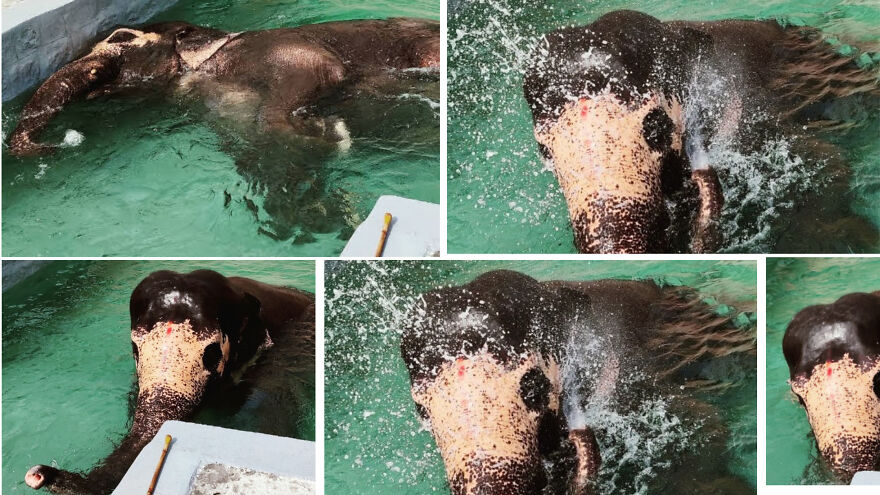 Amazing Elephant Takes A Bath In A Pool!