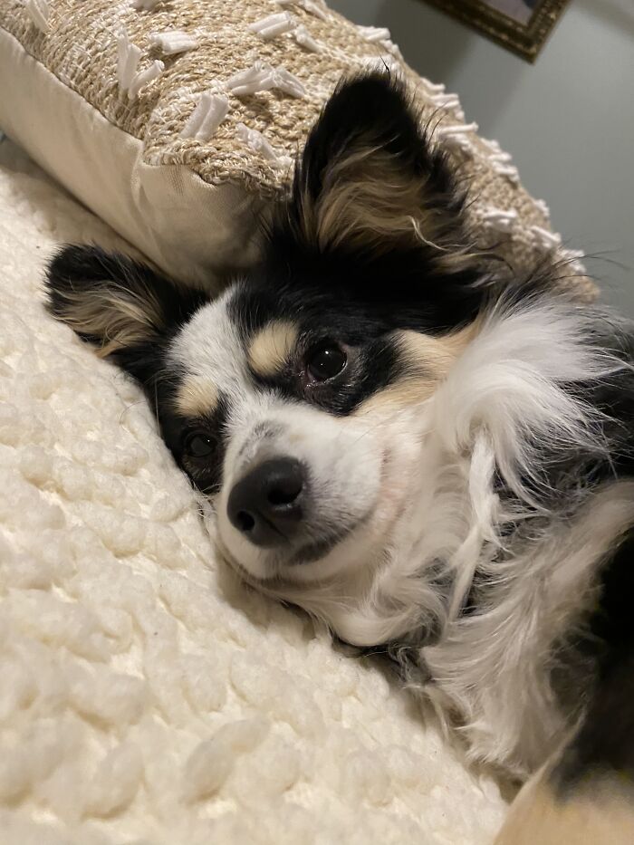 Rudely Awoken And Wanting Pets