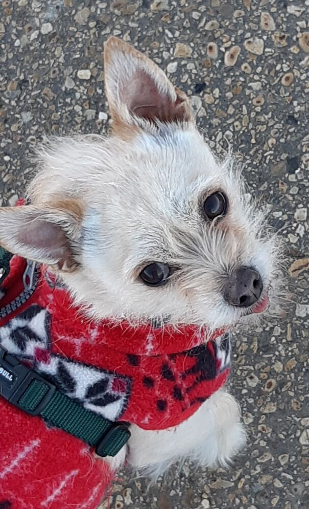 Benny In His Winter Coat