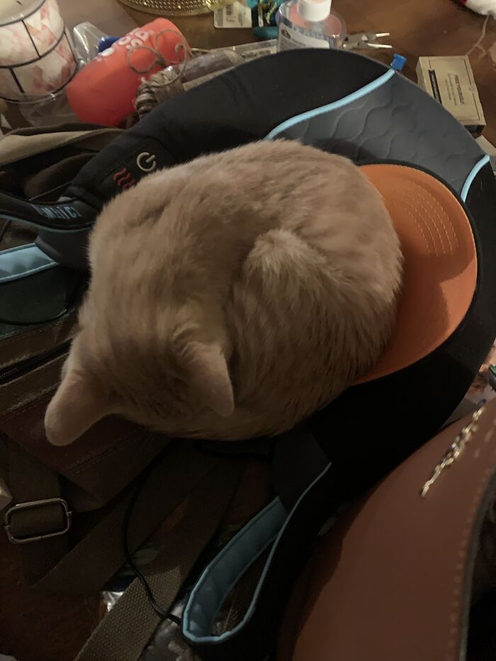 Another Pic Of My Boy Curled Up In My Daughter’s Work Hat