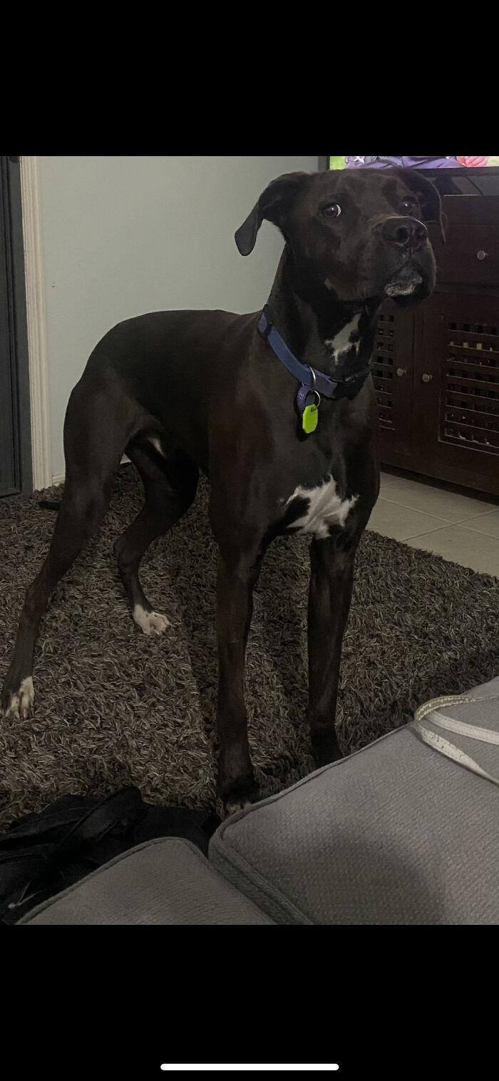 He Wanted Chocolate He Didn’t Get Any!