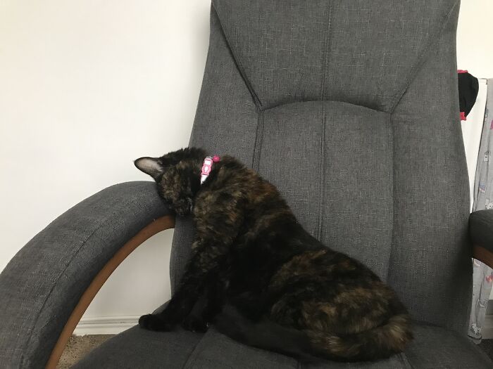 Crashed Out After A Catnip 1/2hr