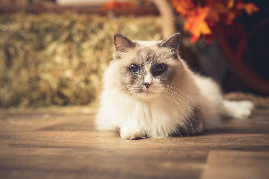 Our Animal Friends Celebrate Autumn In Photos
