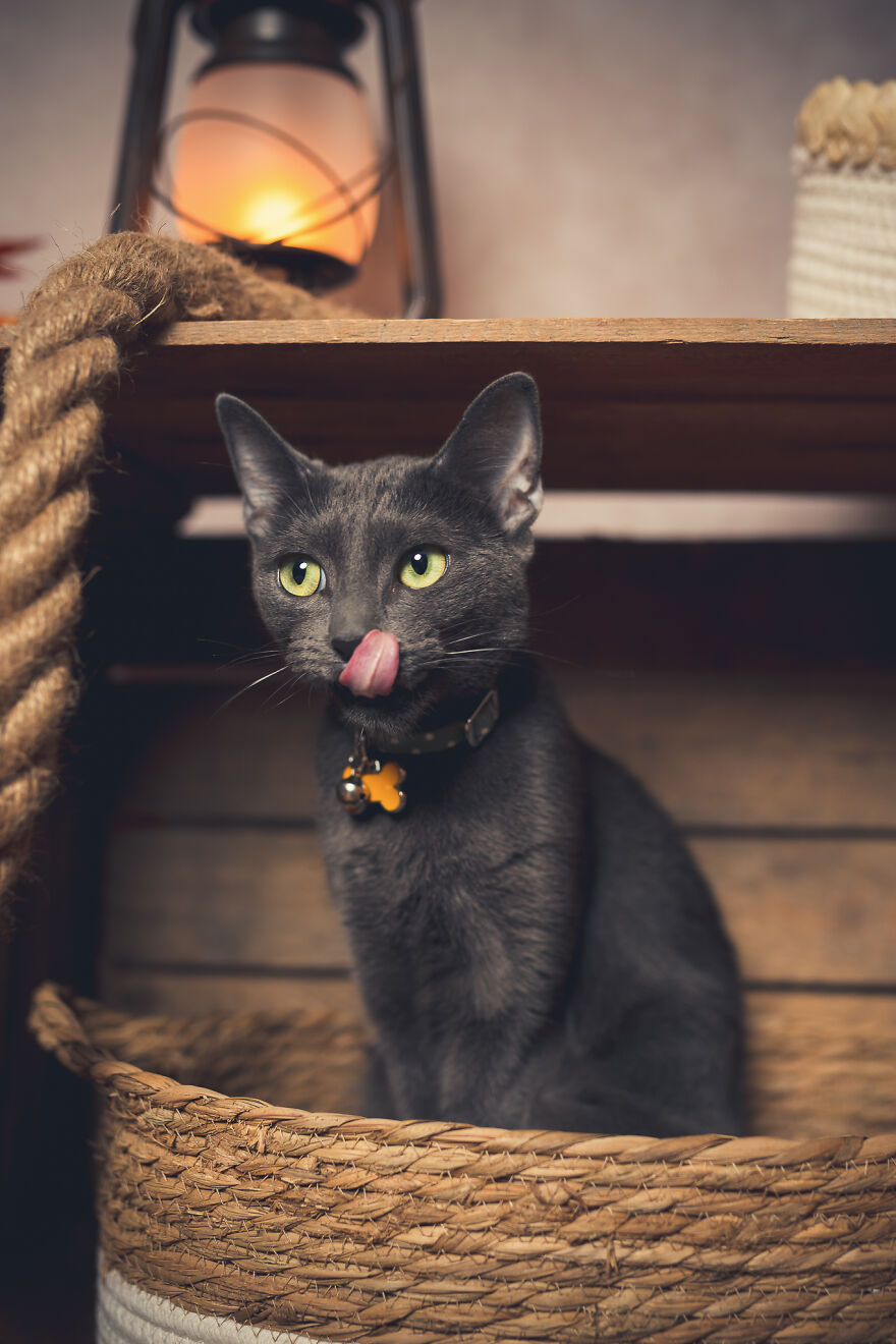 Our Animal Friends Celebrate Autumn In Photos