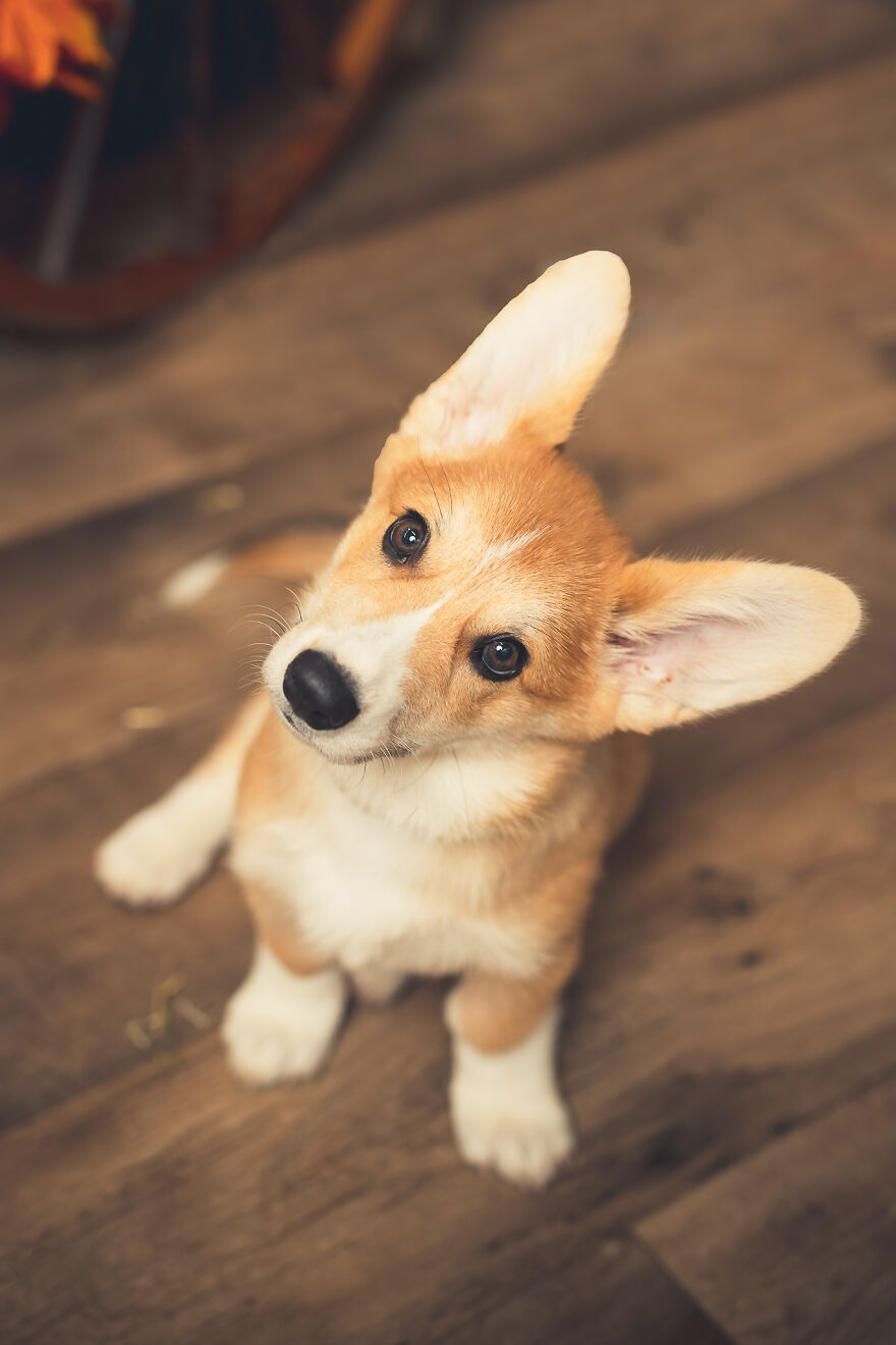 Our Animal Friends Celebrate Autumn In Photos