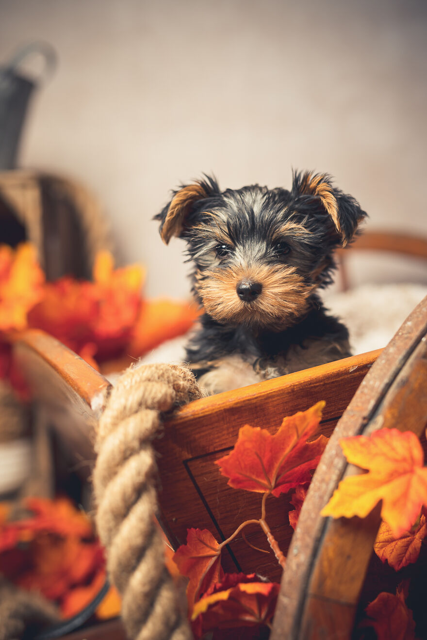 Our Animal Friends Celebrate Autumn In Photos