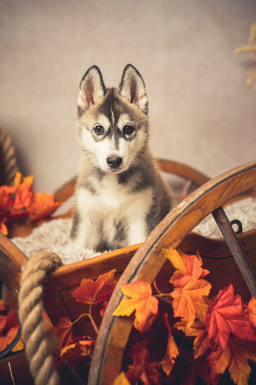 Our Animal Friends Celebrate Autumn In Photos