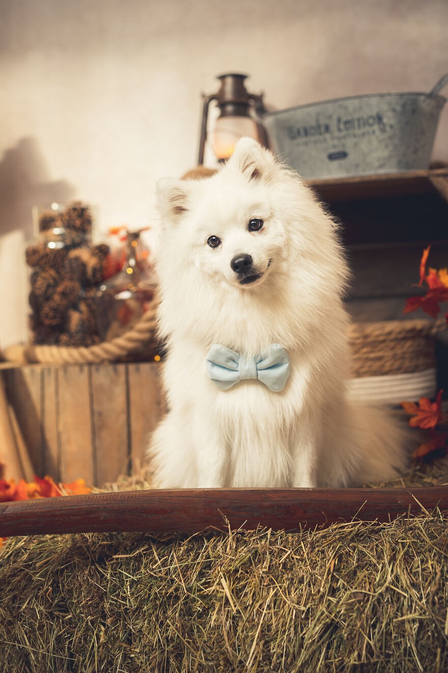 Our Animal Friends Celebrate Autumn In Photos