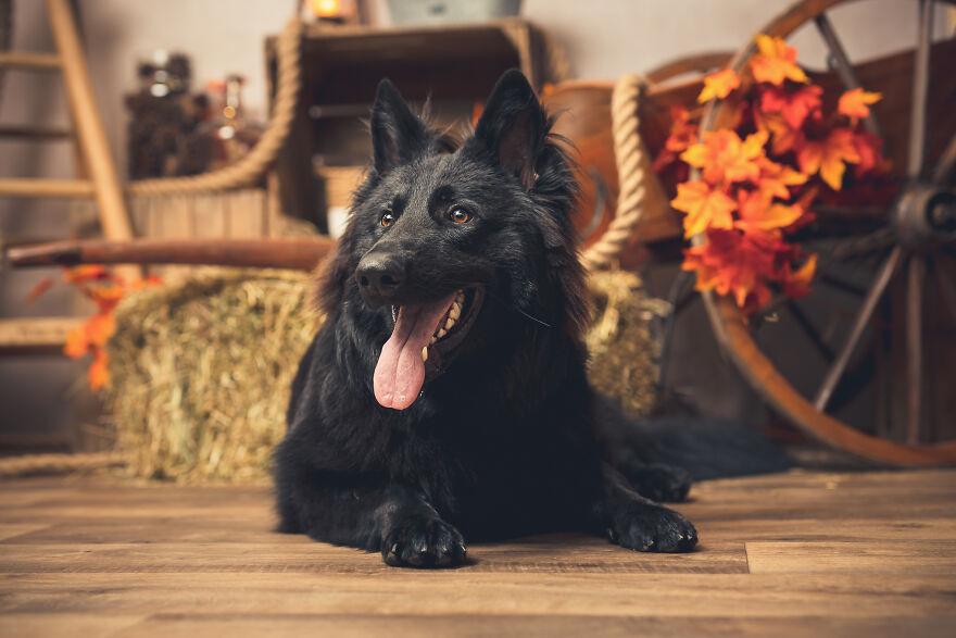 Our Animal Friends Celebrate Autumn In Photos