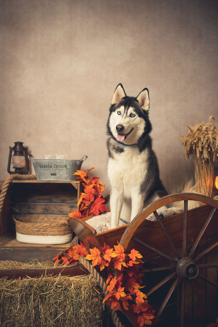 Our Animal Friends Celebrate Autumn In Photos