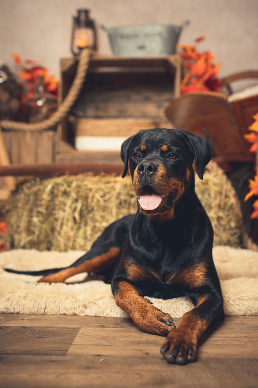 Our Animal Friends Celebrate Autumn In Photos