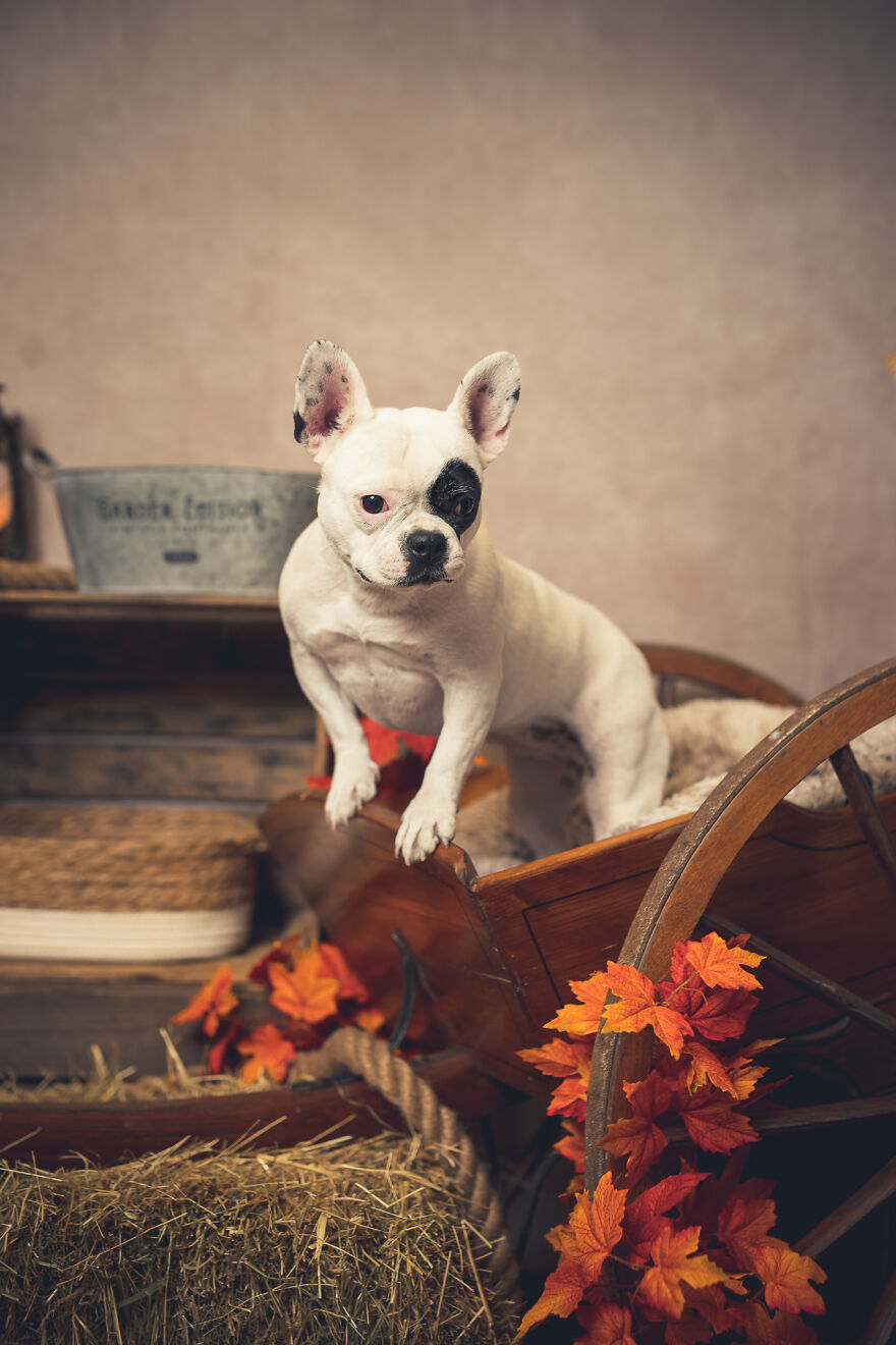Our Animal Friends Celebrate Autumn In Photos