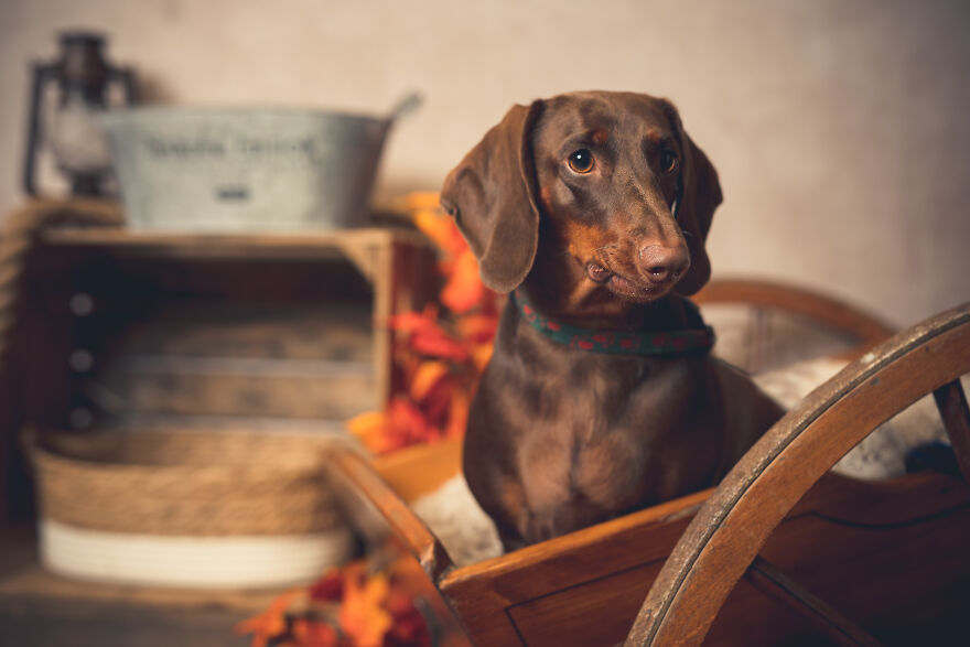 Our Animal Friends Celebrate Autumn In Photos