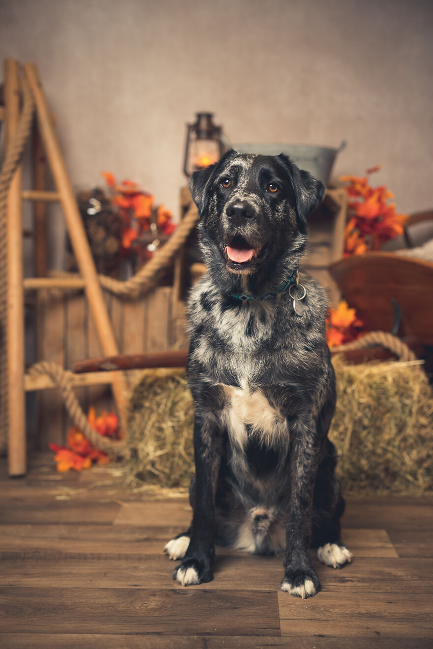 Our Animal Friends Celebrate Autumn In Photos