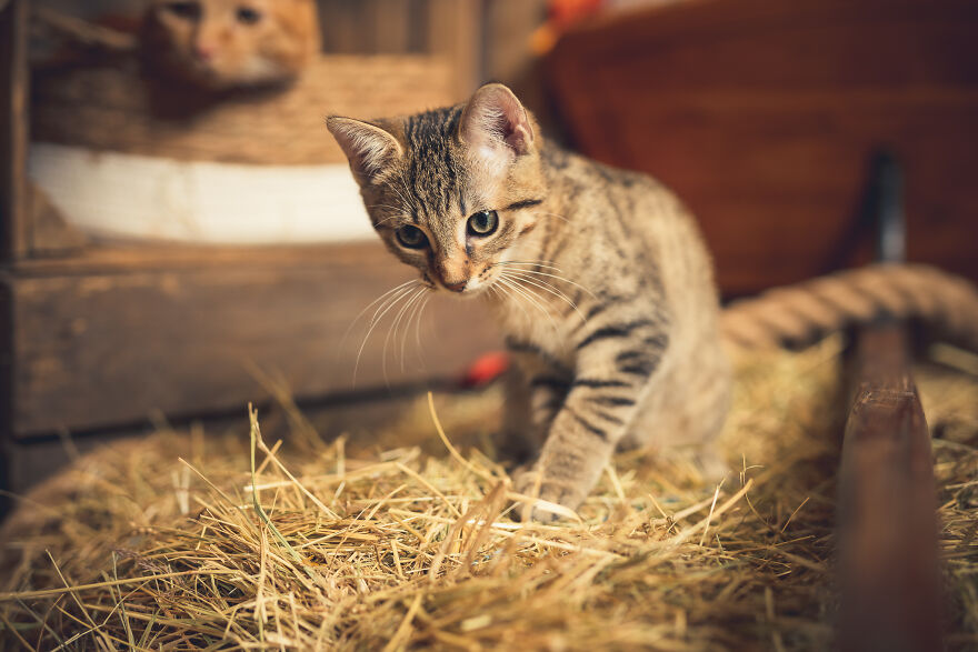 Our Animal Friends Celebrate Autumn In Photos
