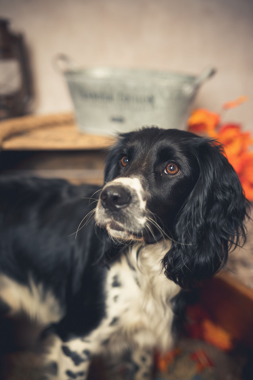 Our Animal Friends Celebrate Autumn In Photos