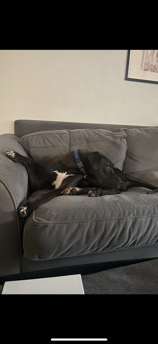 He Has The Whole Sofa To Stretch Out On And Yet This Is How He Sits🤷🏼‍♀️