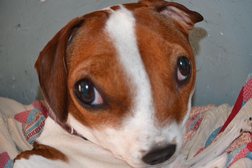 I Recently Located My Camera Pictures, Which Are All Of My Dog, To My Computer And Deiced To Share With The Internet