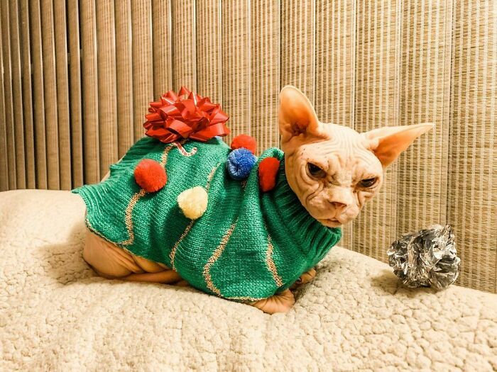 The Bow Is Perfect, I’m Truly A Little Gift