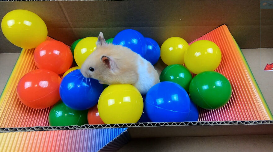 I Made A Prison Maze From Pop-It Toys For My Hamster To Escape