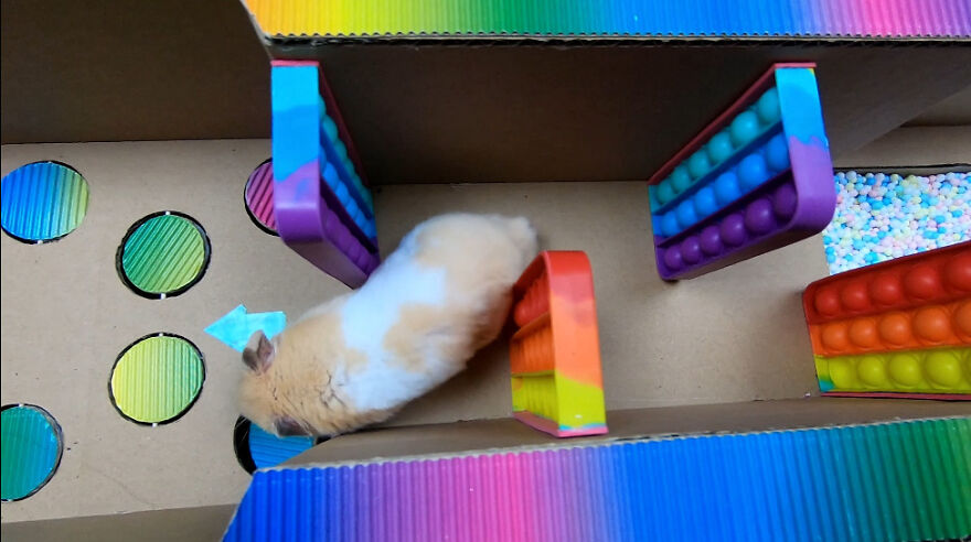 I Made A Prison Maze From Pop-It Toys For My Hamster To Escape