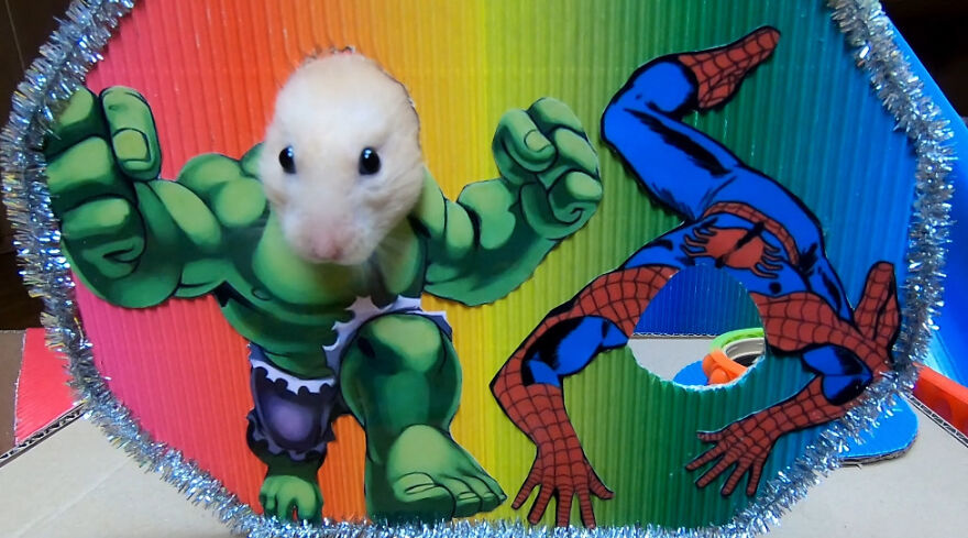 I Made A Prison Maze From Pop-It Toys For My Hamster To Escape