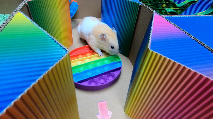 I Made A Prison Maze From Pop-It Toys For My Hamster To Escape