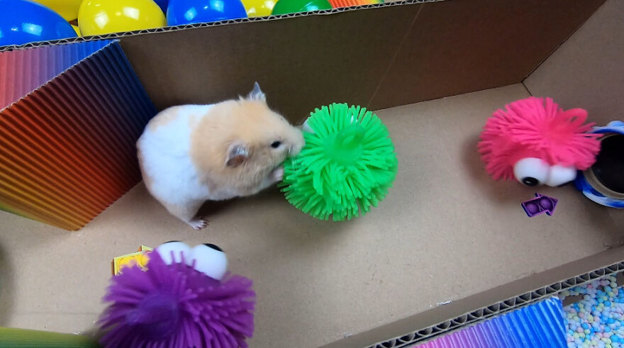 I Made A Prison Maze From Pop-It Toys For My Hamster To Escape