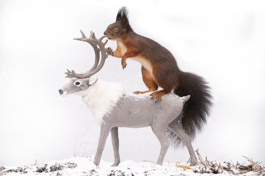 I Spend 3520 Hours Photographing Red Squirrels Without Using Photoshop