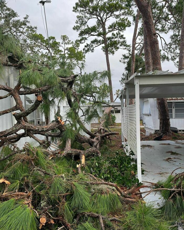 Couldn’t Make It Fall Better Myself Than Hurricane Ian Dropped Pine Trees
