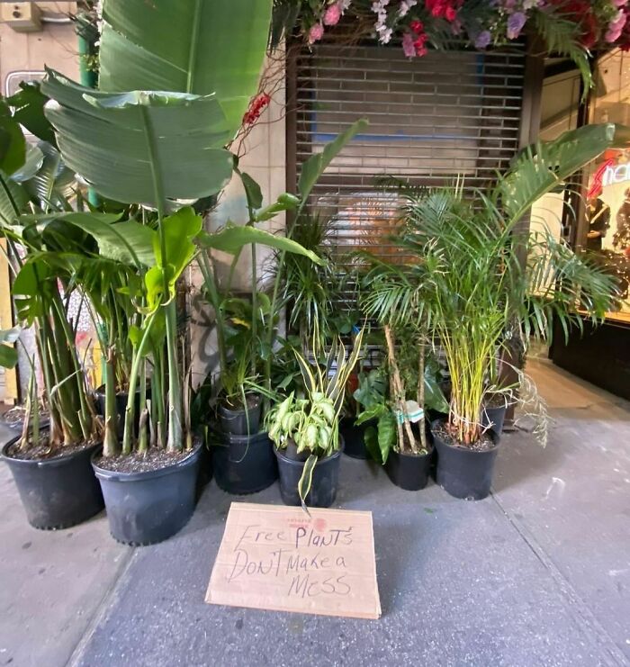 ¡¡¡Plantas gratis!!! 