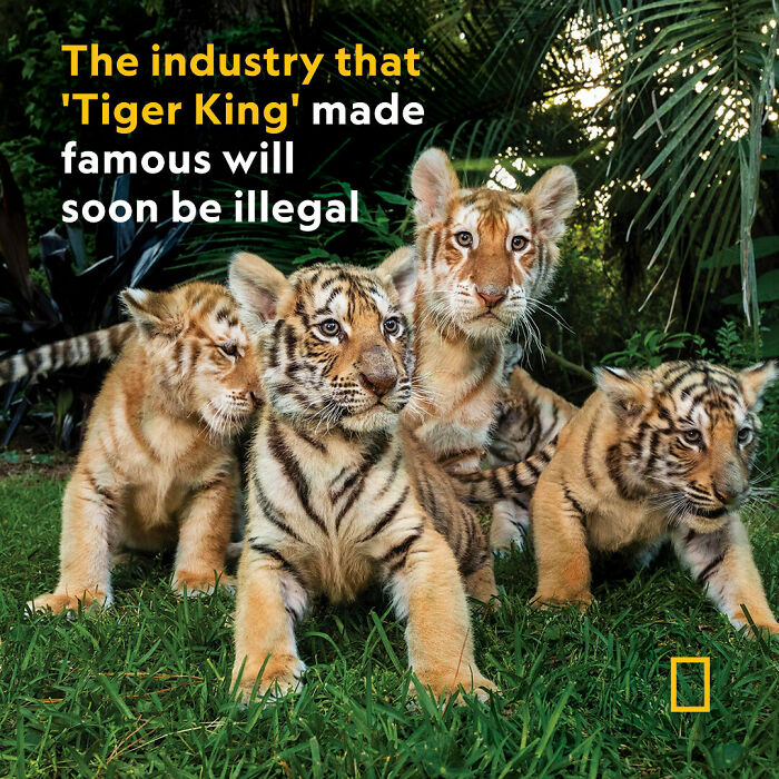 National Geographic, 258 Million