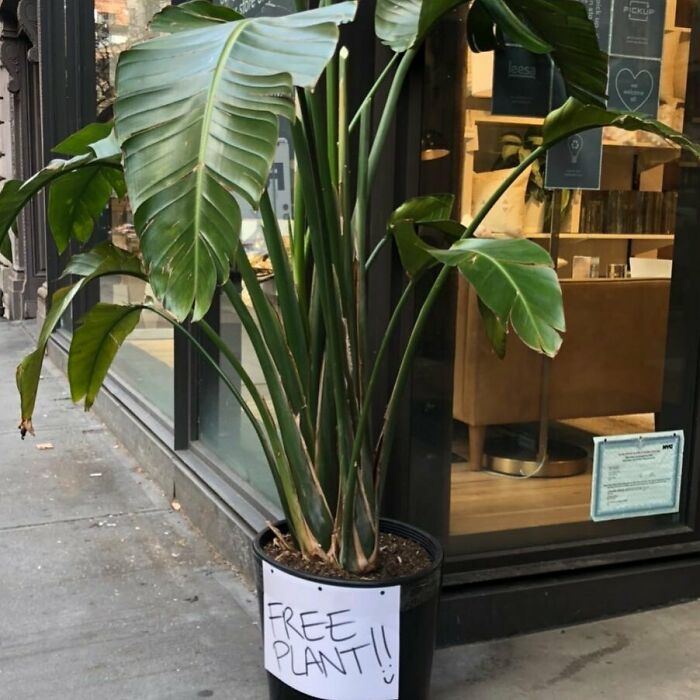 Large green potted plant left for free on a city sidewalk, illustrating one man’s trash is another man’s treasure.